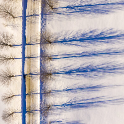 Winter Trees, Goshen, Vermont