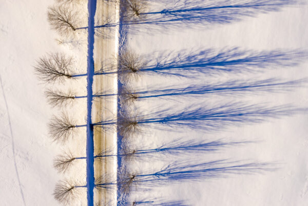 Winter Trees, Goshen, Vermont