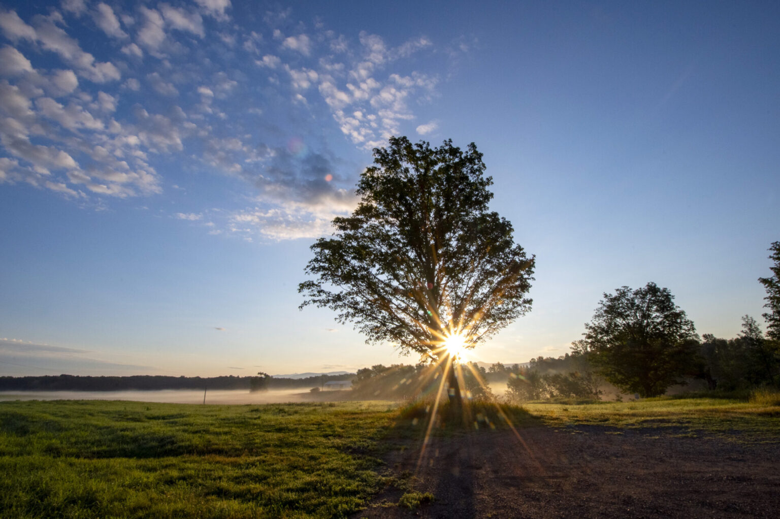 Sunrise Maple, Weybridge, Vermont