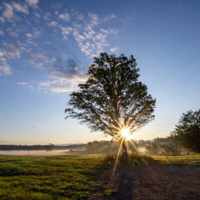 Sunrise Maple, Weybridge, Vermont